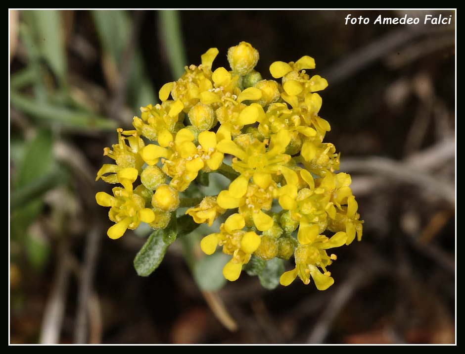 Odontarrhena nebrodensis (=Alyssum nebrodense) / Alisso delle Madonie